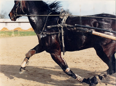 GROOMING, SOINS, ALIMENTATION du cheval de sport - Page 11 Trotteur+r%
